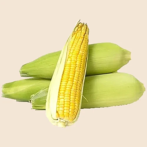Organically Grown American Corn Cob