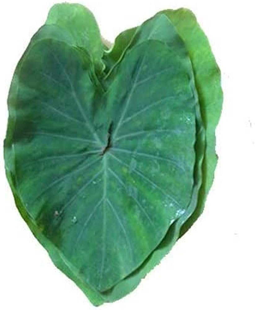 Arvi (Colocasia)