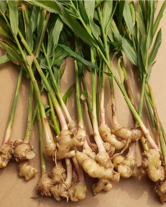 Ginger (Adrak)