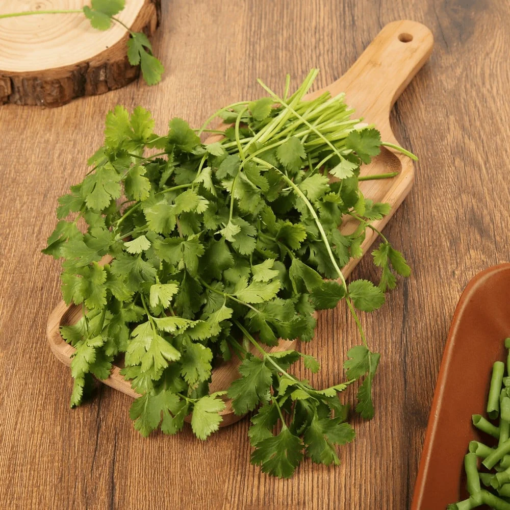 Coriander (Dhaniya, Without Roots)