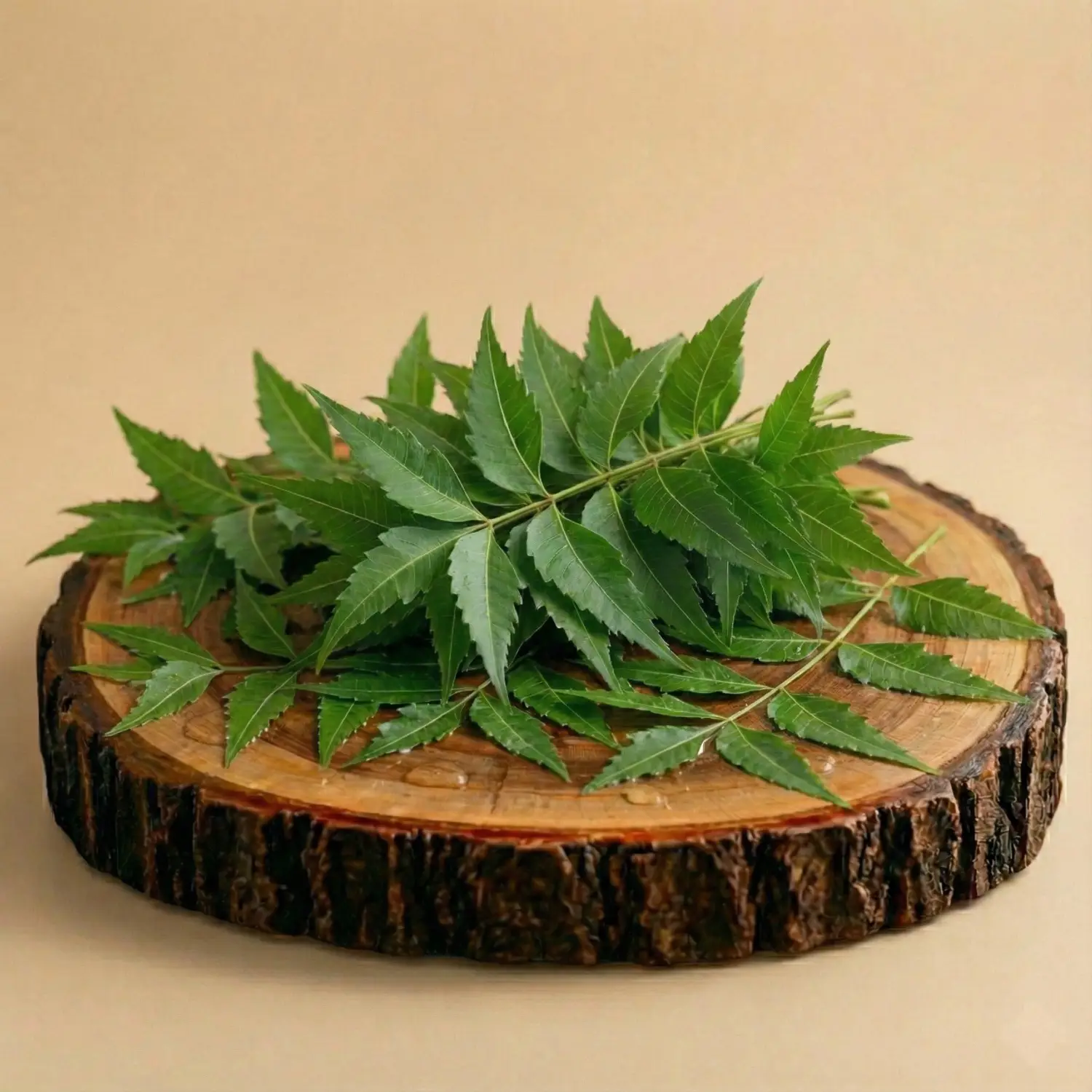 Neem Leaves