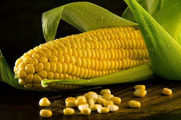 Organically Grown American Corn Cob