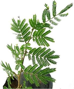 Shami Patra (Fresh Herb)